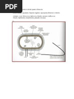 Estudo Dirigido I - Respostas[1]