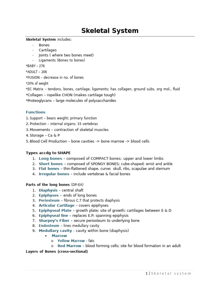 Overview of the Skeletal System | PDF | Vertebra | Vertebral Column