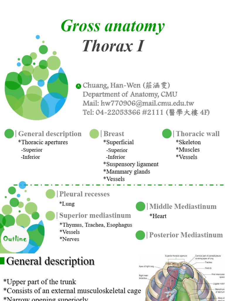 Thoracic Anatomy Overview and Structures | PDF | Thorax ...