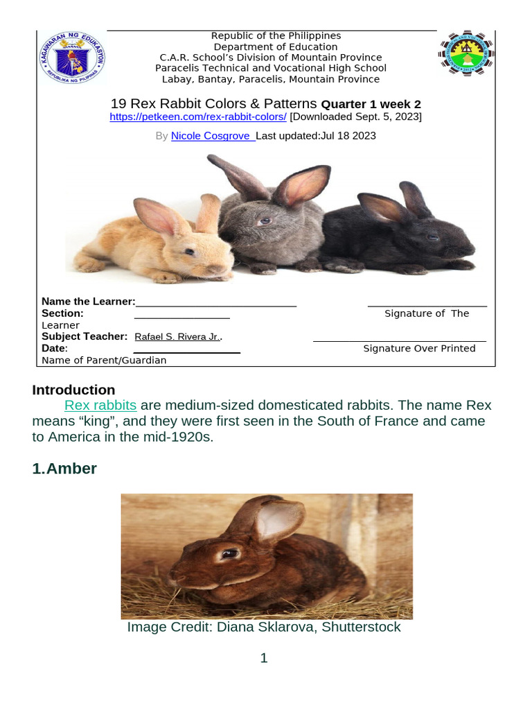Q1-August Week 1 - 19 Rex Rabbit Color Pattern | PDF | Fur | Rabbit
