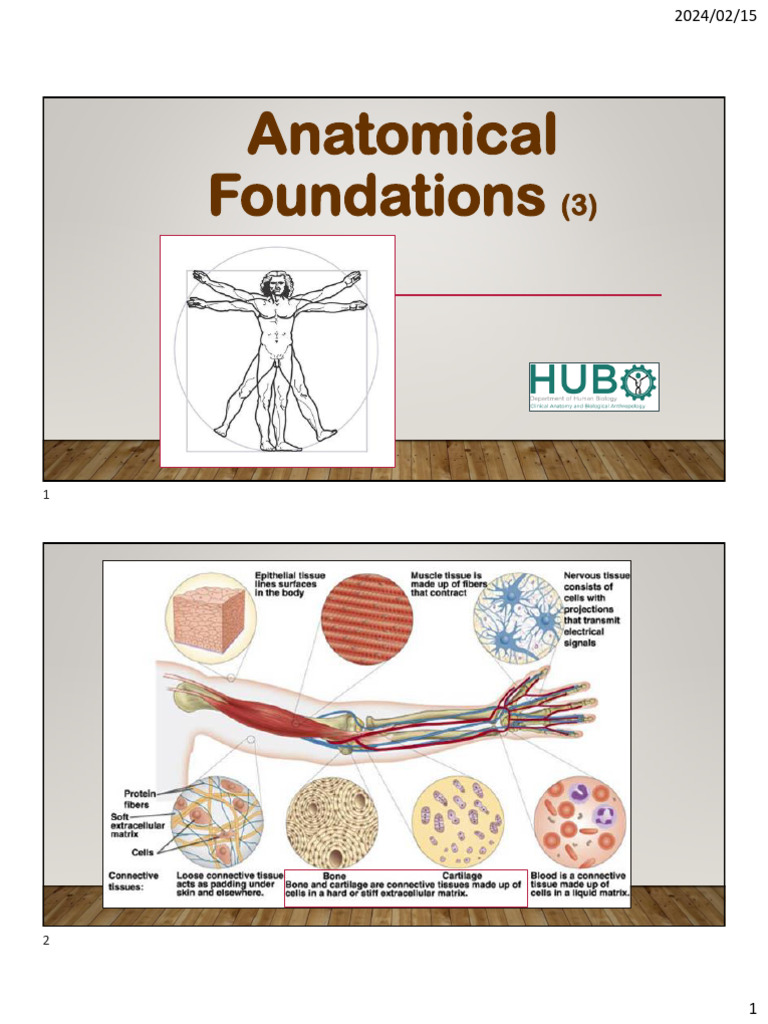 Anatomical Foundations 3 | PDF | Anatomical Terms Of Motion | Bone