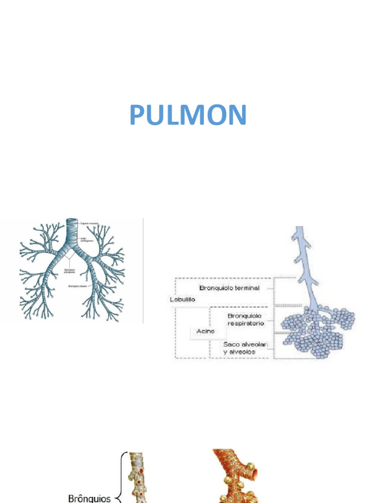 PULMON | PDF