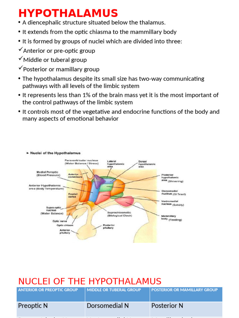 Functions and Nuclei of the Hypothalamus | PDF | Hypothalamus ...