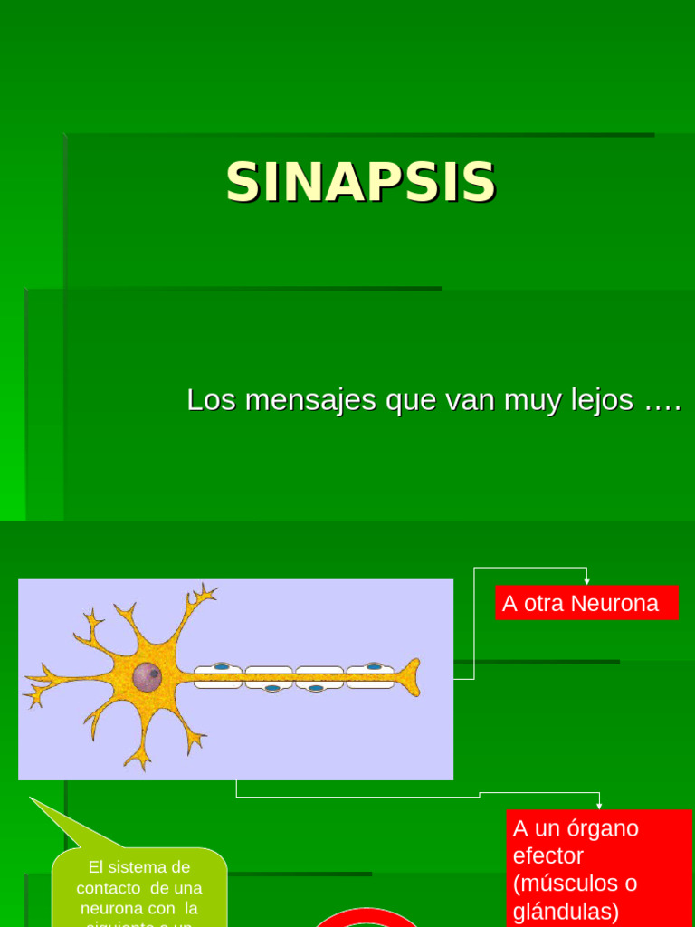 Terminaciones Sinápticas y Tipos de Sinapsis | PDF | Sinapsis | Neurona