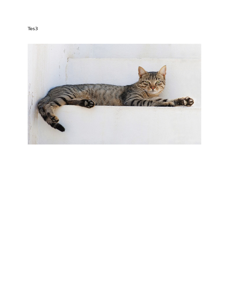 Cat | PDF