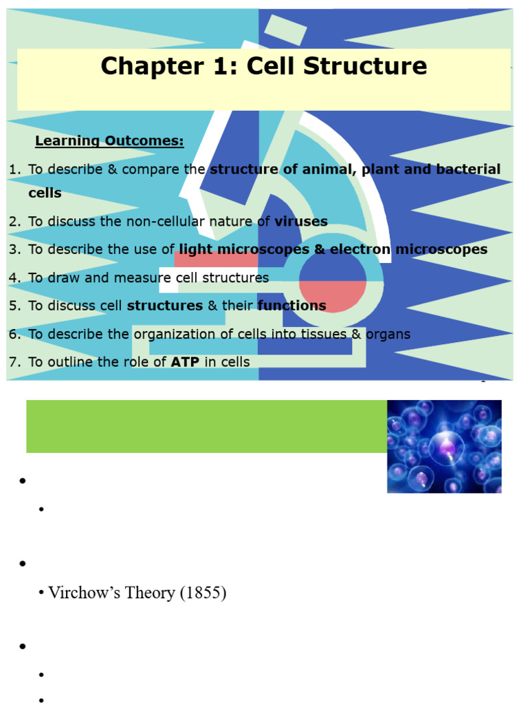 Plant Cell Structure Overview | PDF | Endoplasmic Reticulum | Cell ...
