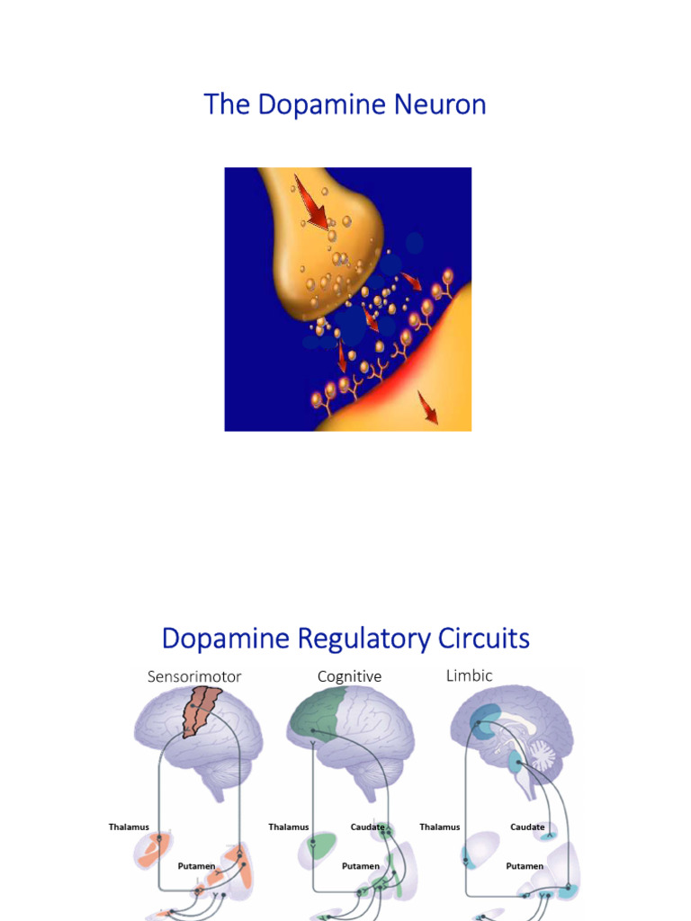 The Role of Dopamine in Autism | PDF | Dopamine | Autism
