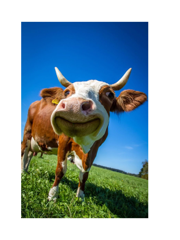 Cow | PDF