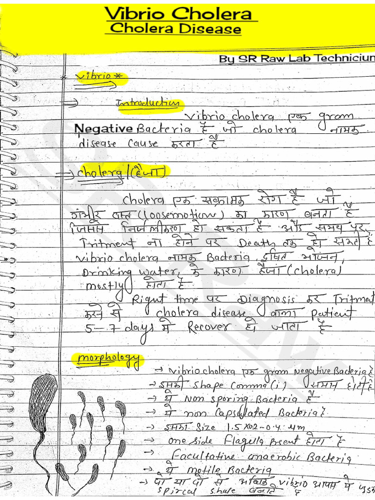 Micro 38 Vibrio Chlolera Bacteria Basic Information Microbiology | PDF