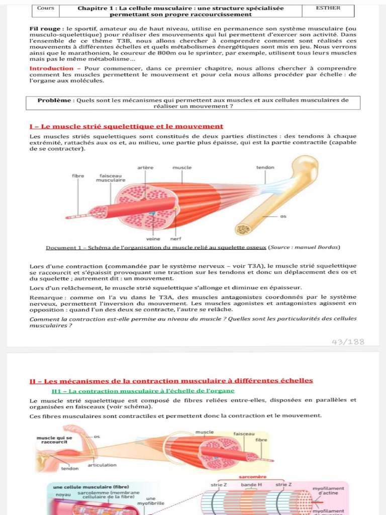 Mécanismes de la contraction musculaire | PDF | Muscle | Contraction du ...