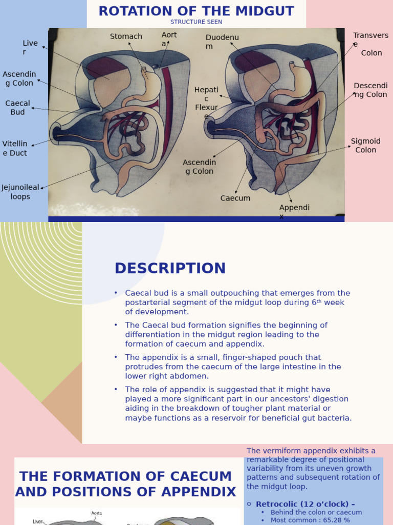 Embryo PPT Akshita 28 | PDF | Gastrointestinal Tract | Large Intestine