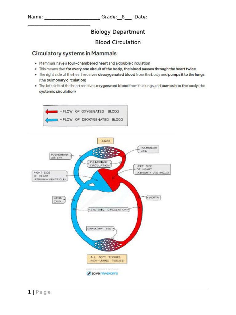 Understanding Blood Circulation in 8th Grade | PDF | Circulatory System ...