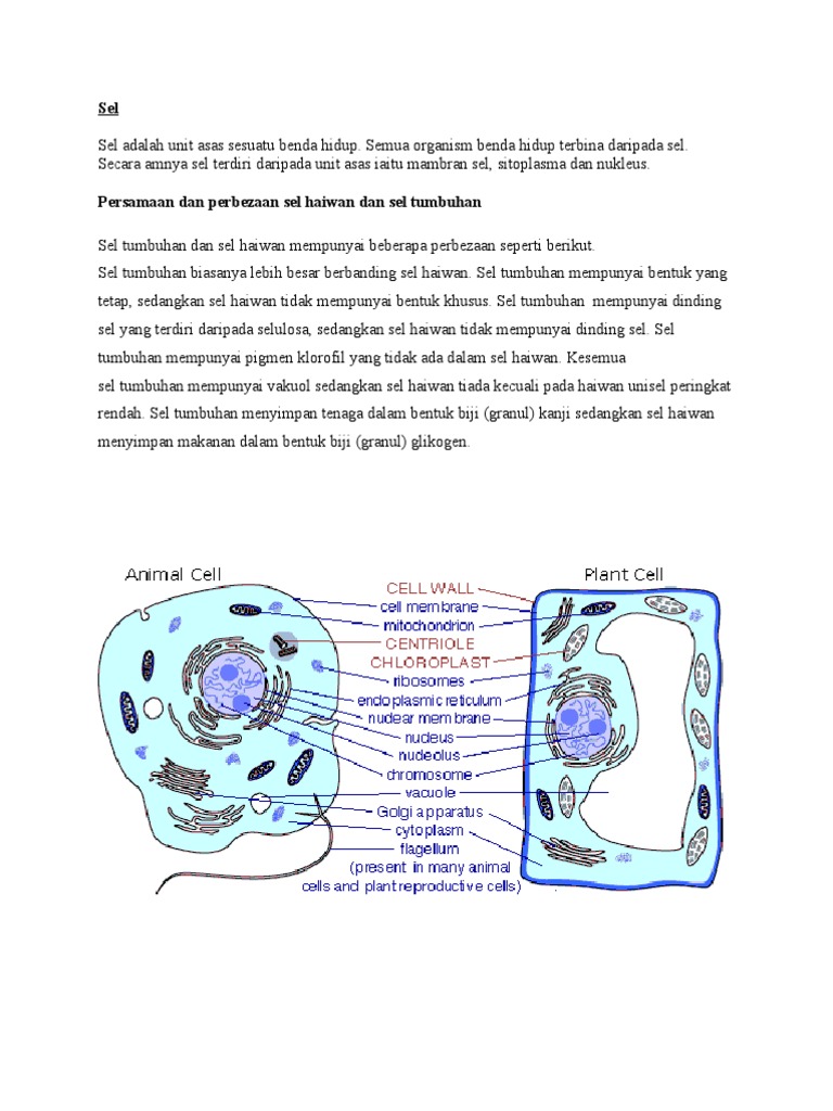 Perbezaan Sel Hiwan Dan Tumbuhan Pdf