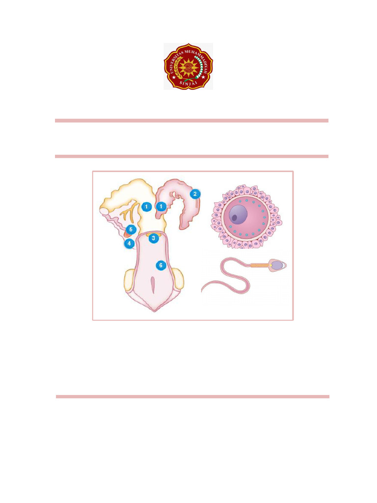 Anatomis Reproduksi Sapi Jantan dan Betina | PDF