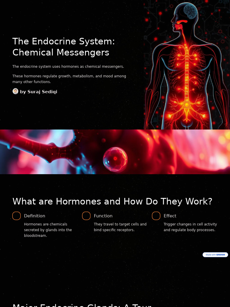 The Endocrine System Chemical Messengers | PDF | Endocrine System | Hormone