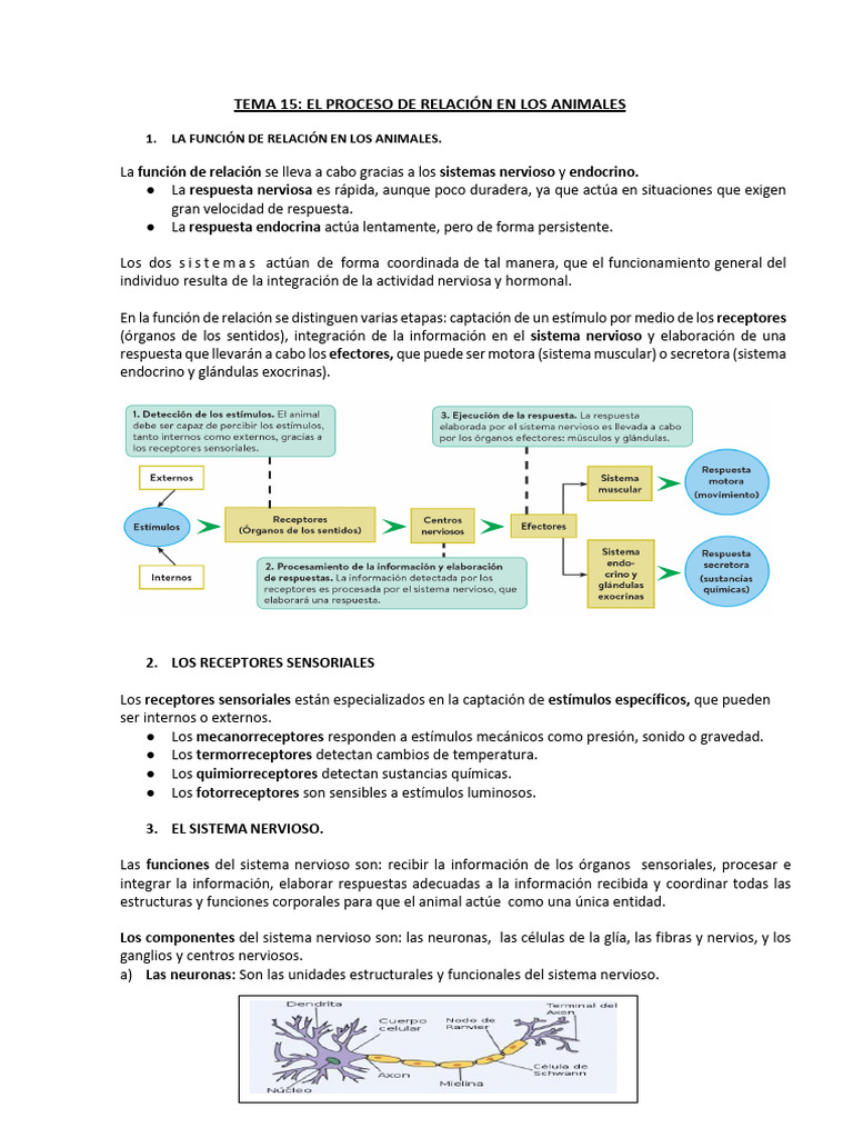 Función de Relación en Animales | PDF | Sistema nervioso | Hormona