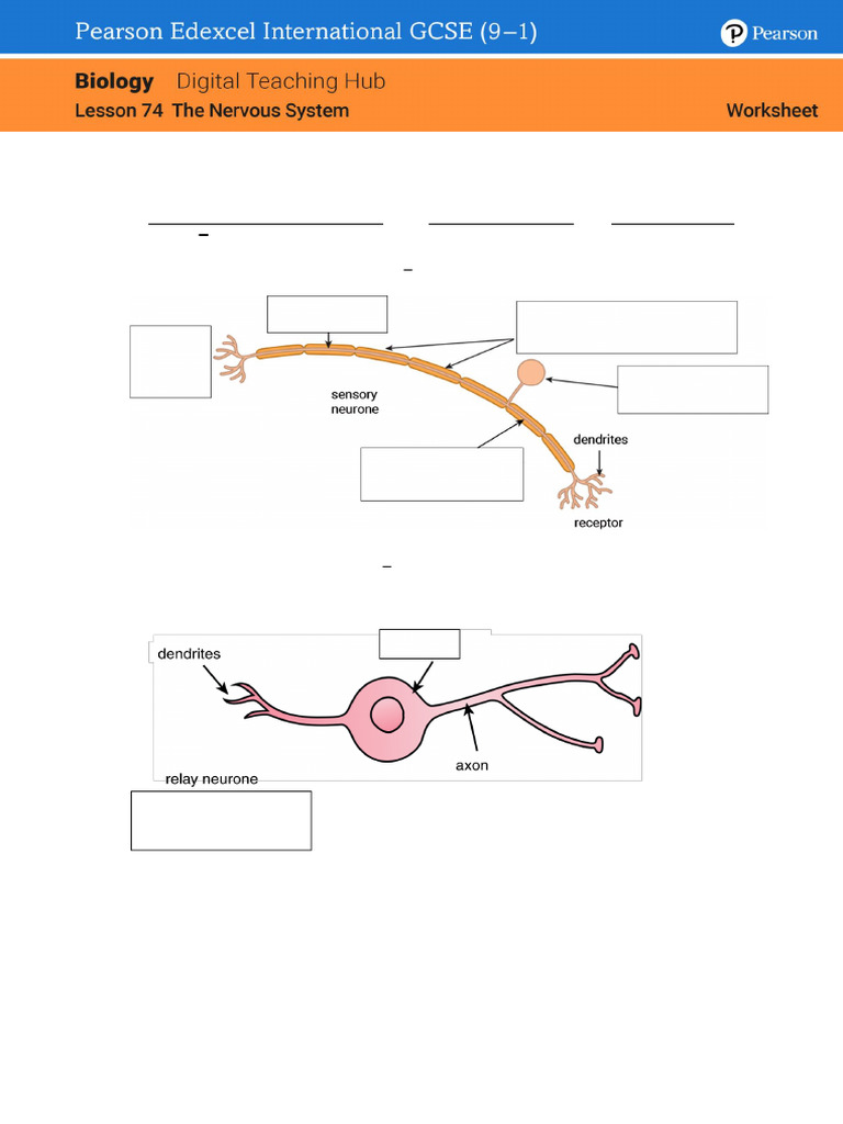 Neurones and Reflex Actions Worksheet | PDF | Nervous System | Nerve