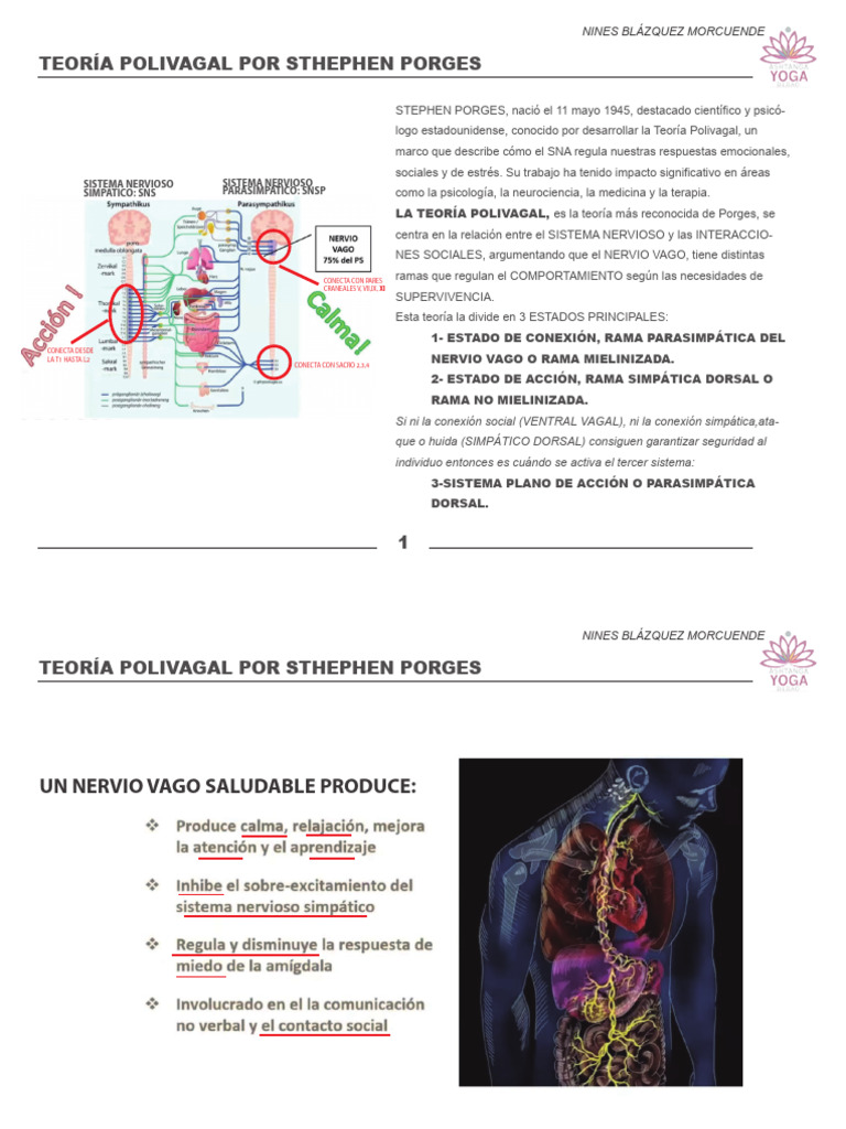 teor-a-polivagal-de-stephen-porges-pdf-nervio-vago-conceptos