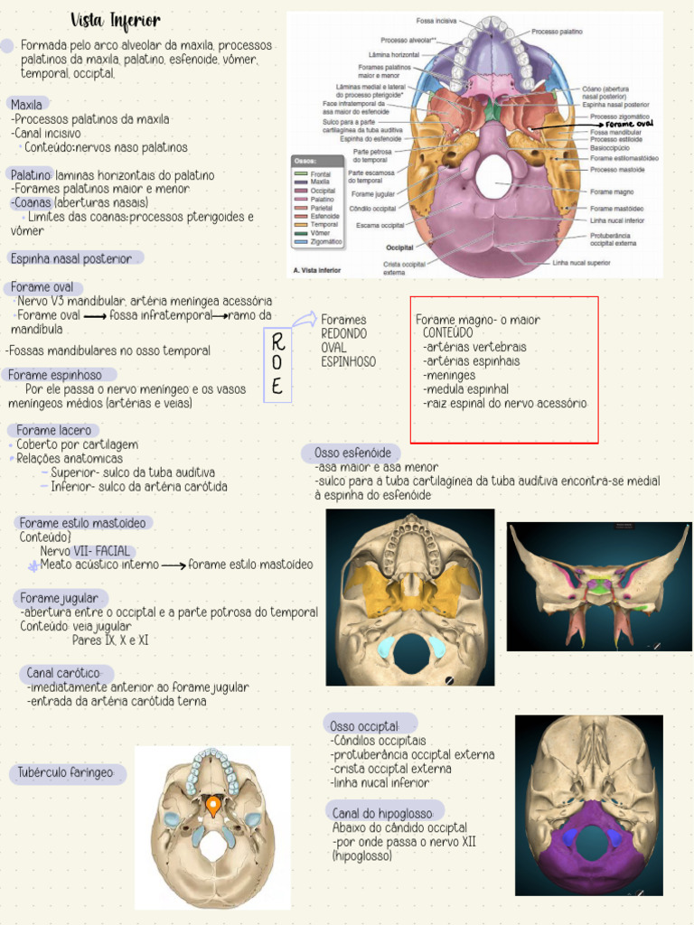 Anatomia dos Forames Cranianos e Mandibulares | PDF | Cabeça e pescoço ...