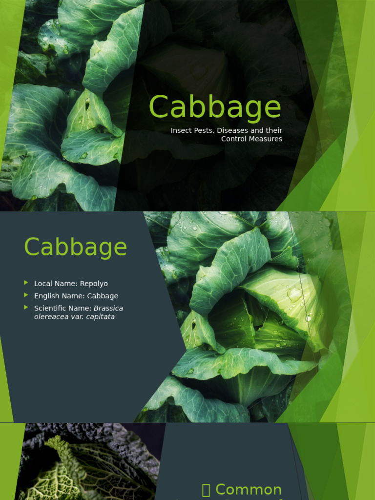 Cabbage | PDF | Cabbage | Plants