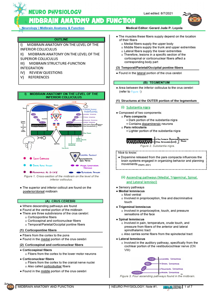 082 - Neurology Physiology) Midbrain Anatomy - Function | PDF ...