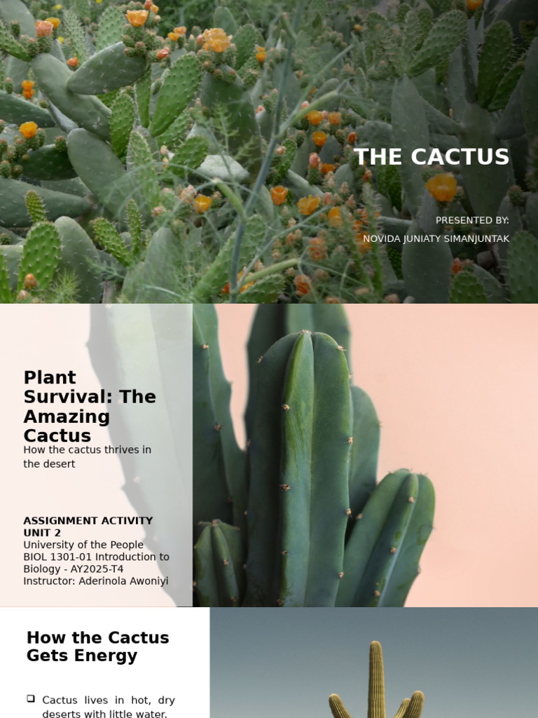 Cactus Survival: Photosynthesis Explained | PDF | Photosynthesis ...