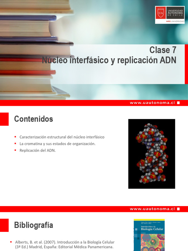 Clase 7 Núcleo Interfásico y Replicación Del ADN | PDF | Adn ...