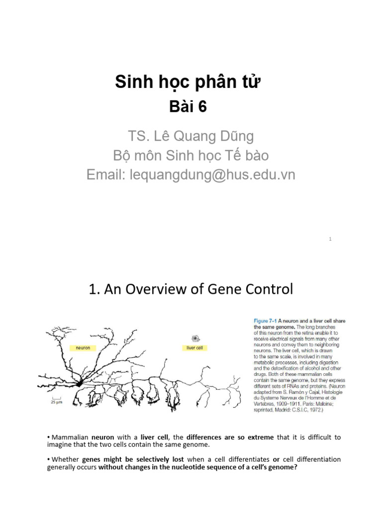 Gene Expression Control in Cells | PDF | Messenger Rna | Gene Expression