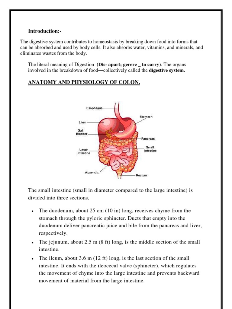 Anatomy and Disorders of the Small Intestine | PDF | Peptic Ulcer ...