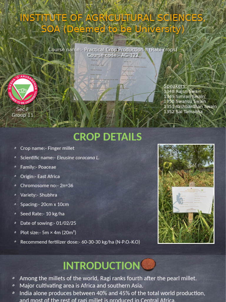 Finger Millet Cultivation Report 2025 | PDF | Sowing | Agronomy