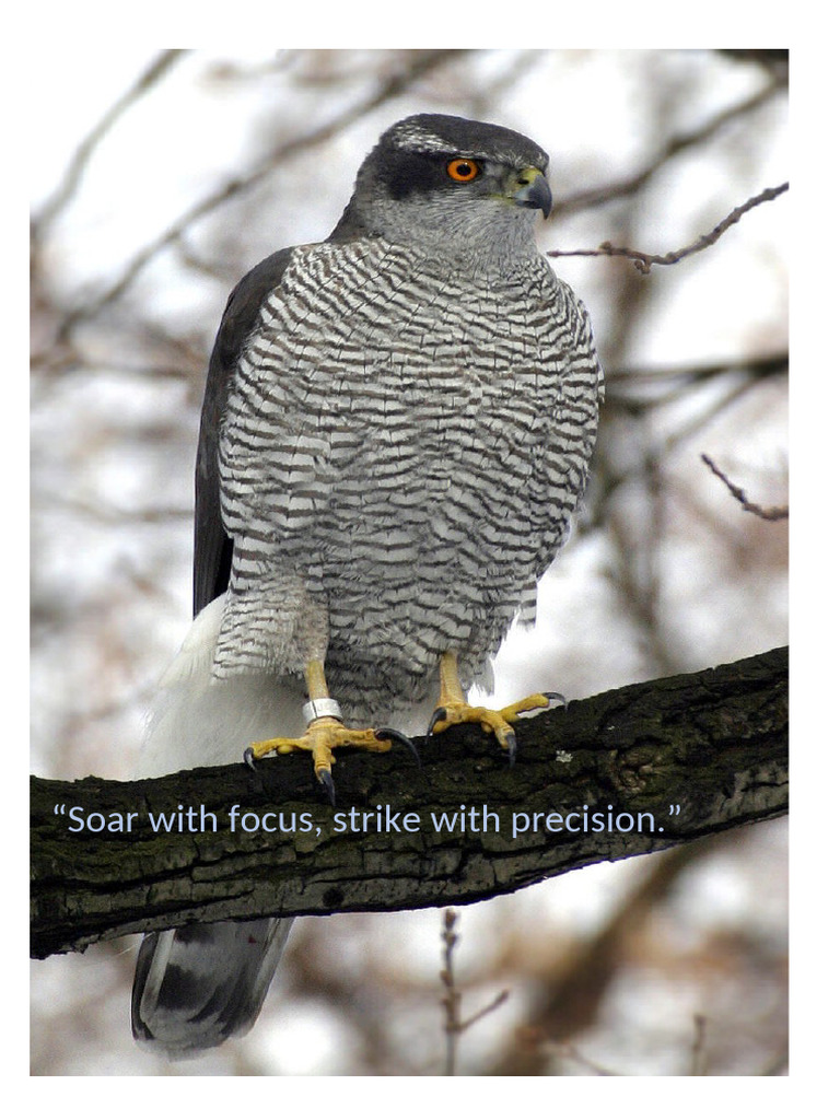 Hawk's Motto | PDF