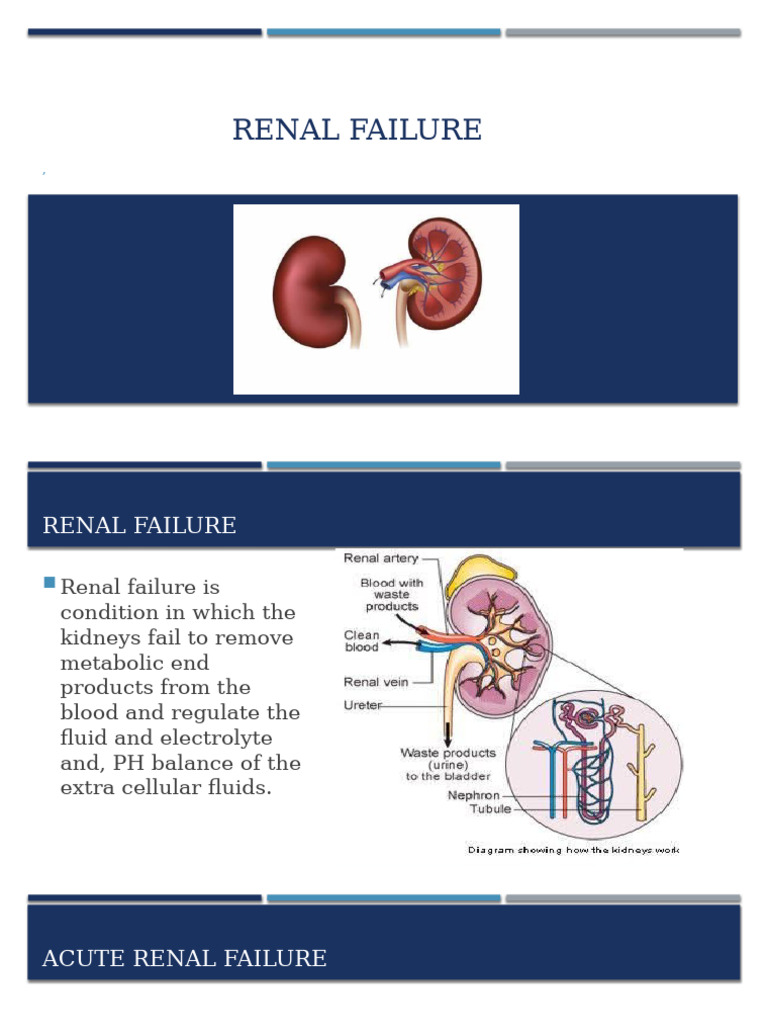 Understanding Renal Failure: Types & Management | PDF | Kidney ...