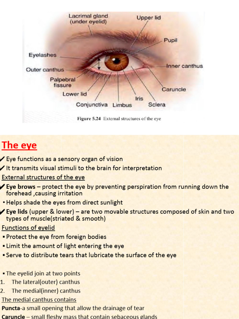 Overview of Human Eye Anatomy and Functions | PDF | Eye | Human Eye