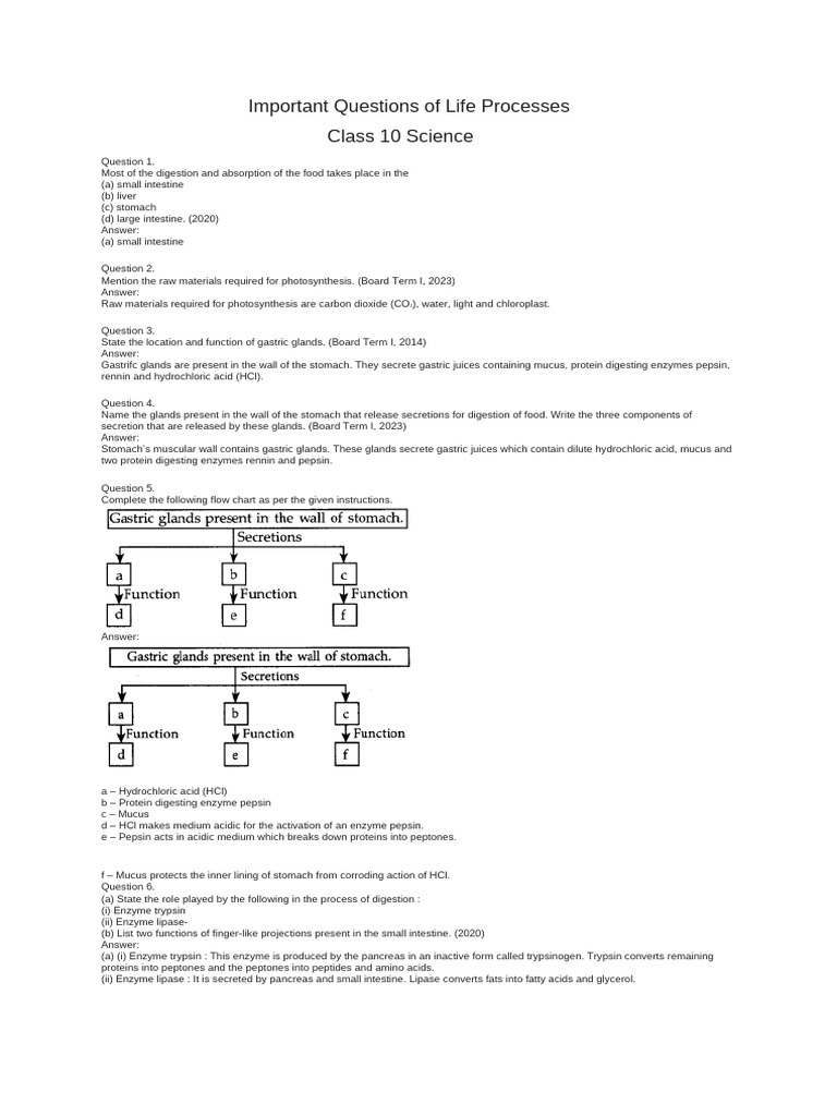 Key Concepts in Life Processes | PDF | Respiratory System | Stomach