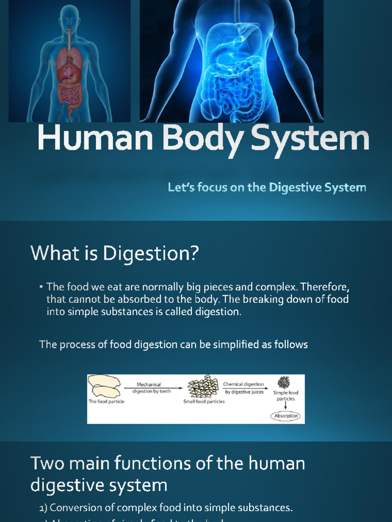 Human Body System | PDF