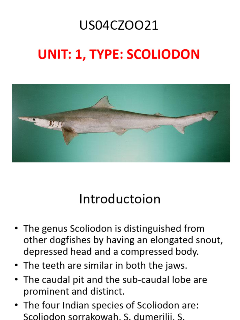 Anatomy and Features of Scoliodon | PDF | Ventricle (Heart) | Gill