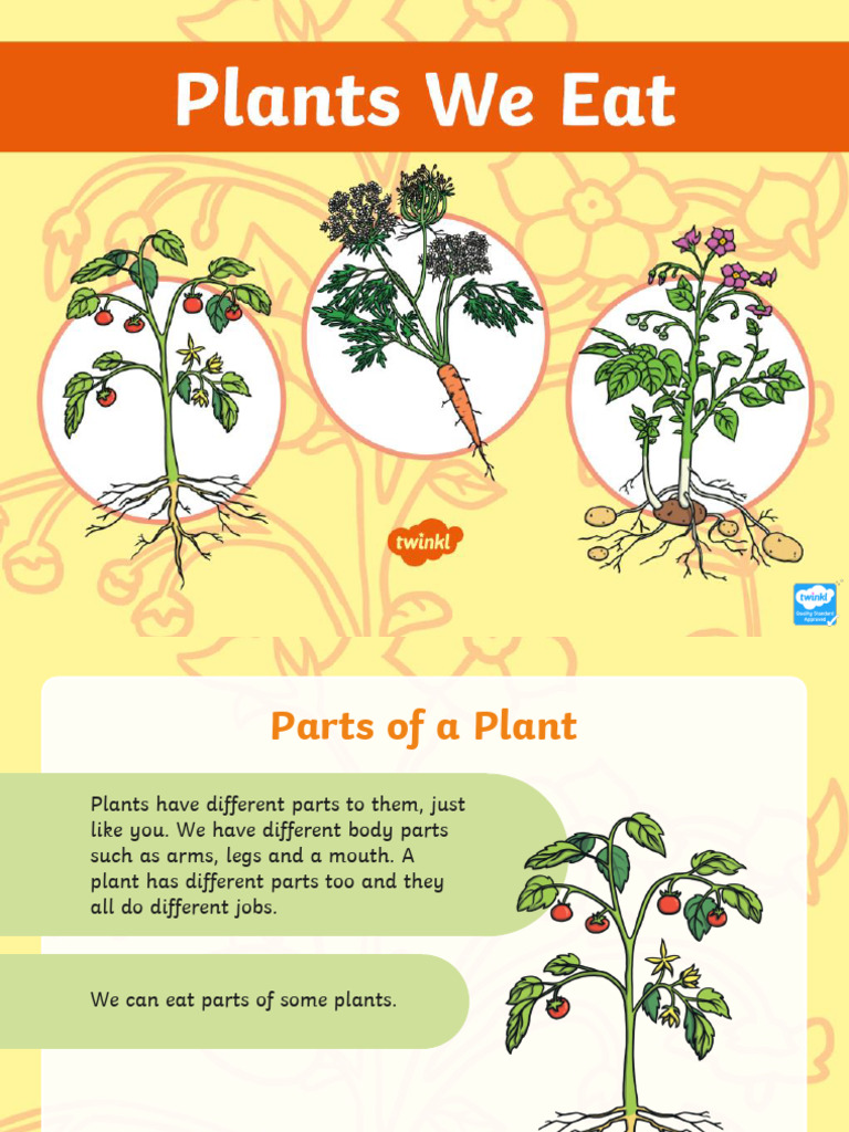 gulmohar plant image Buy Delonix Regia