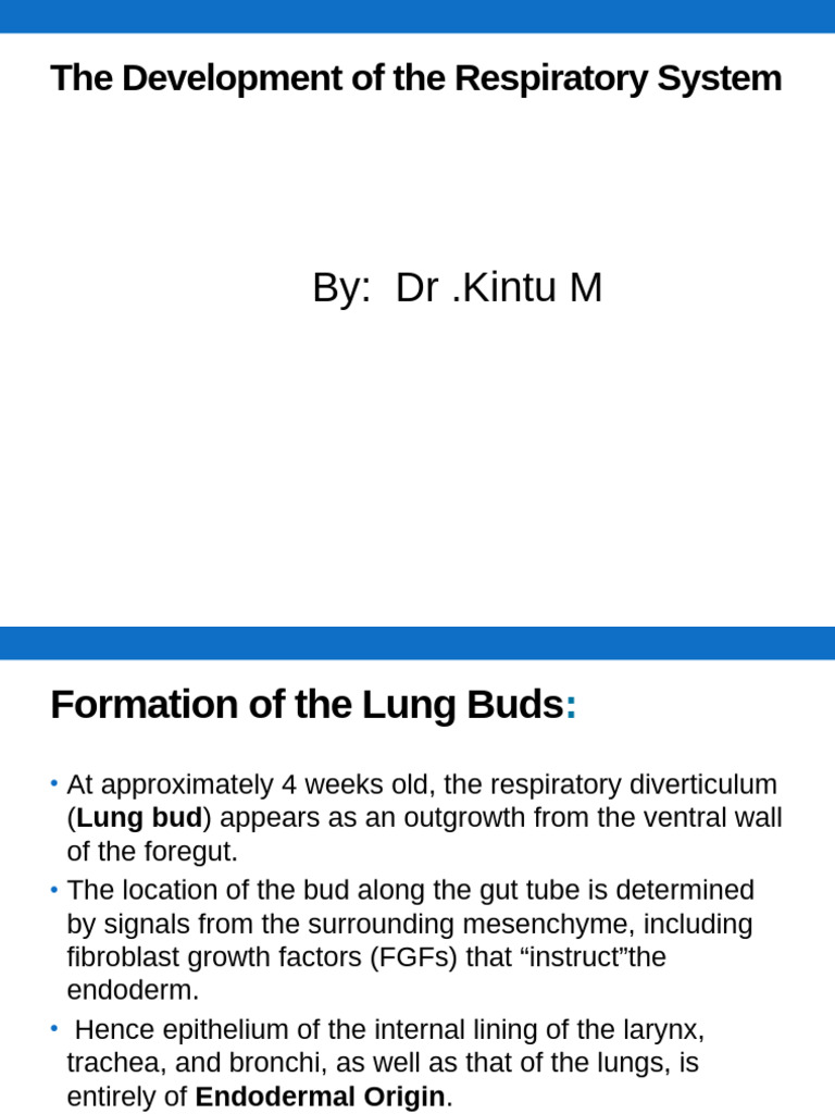Development of the Respiratory System | PDF | Larynx | Lung
