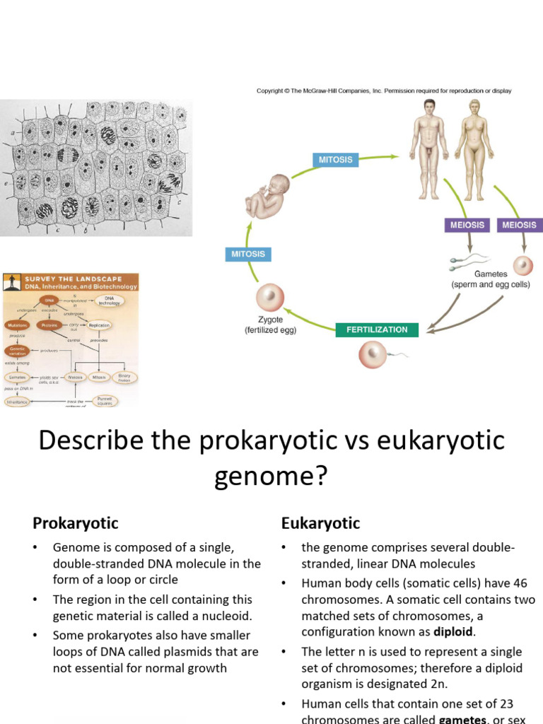 Chapter+6 1+cell+cycle+mitosis | PDF | Mitosis | Chromosome