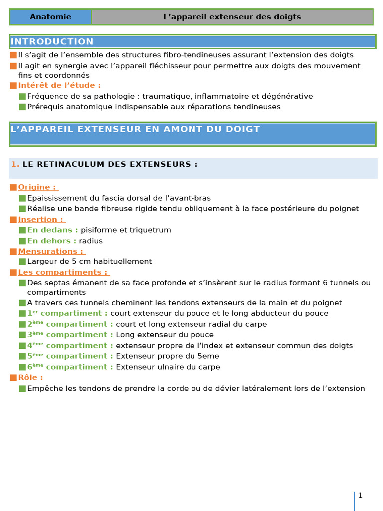 Anatomie de l'appareil extenseur du doigt | PDF | Main | Membres (anatomie)