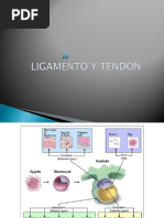 Estructura y Composición del Tendón | PDF | Tendón | Anatomía