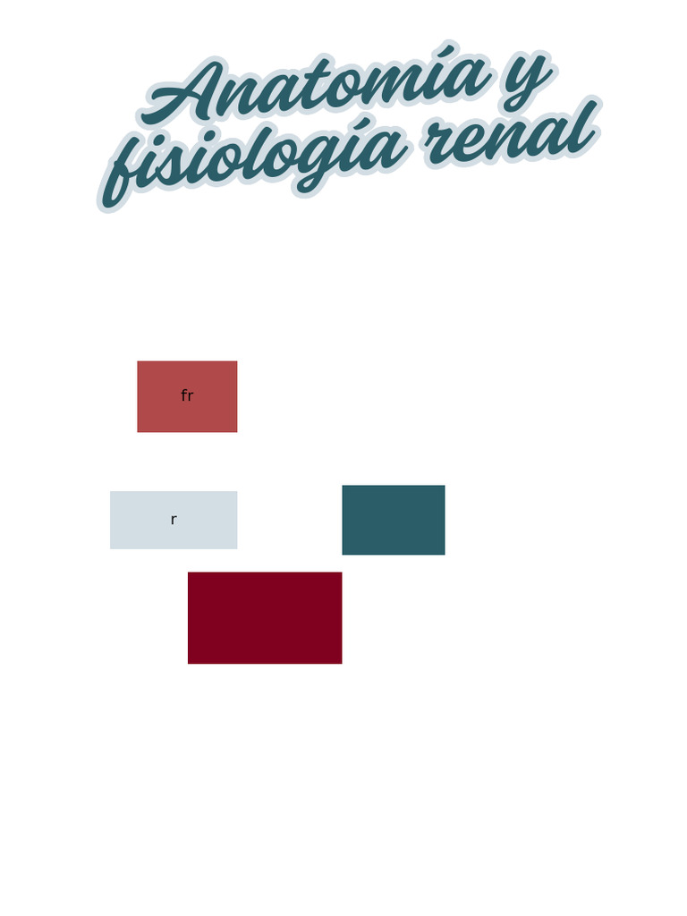 Riñon | PDF | Riñón | Anatomía