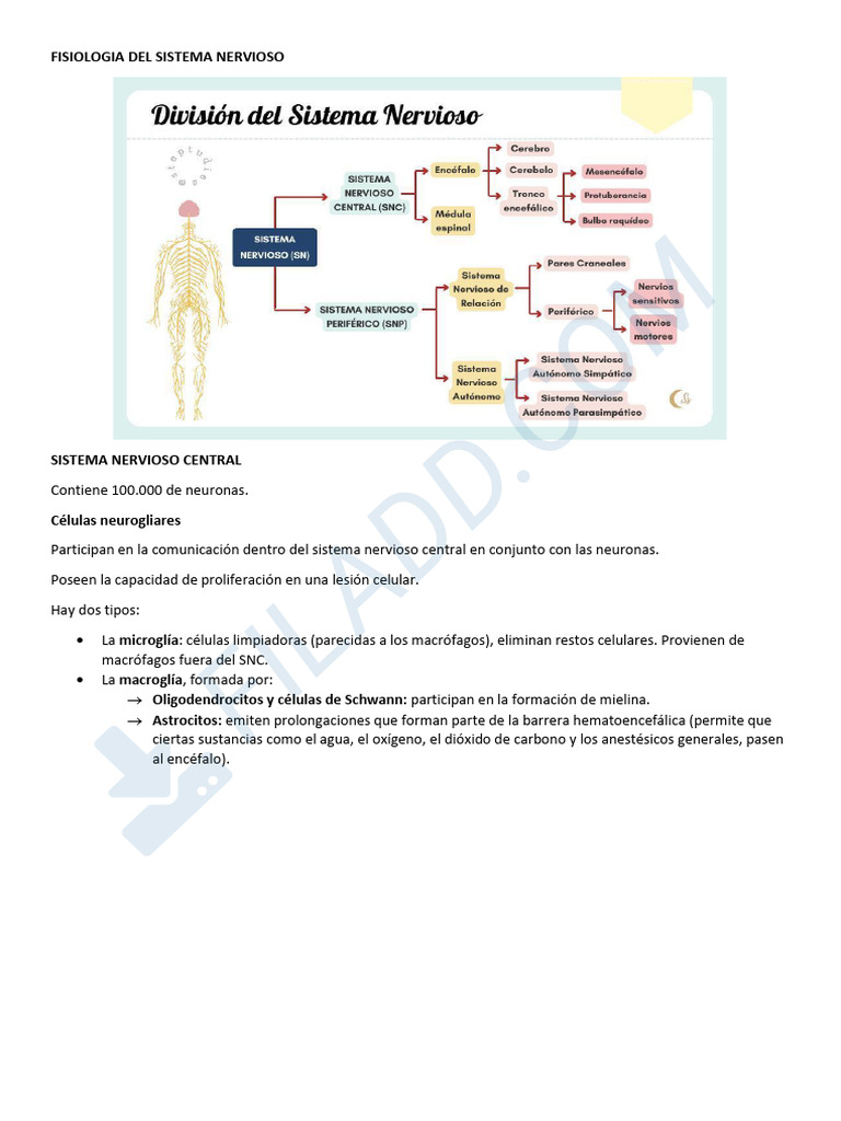 Fisiología del Sistema Nervioso Central | PDF | Neurona motora | Cerebro
