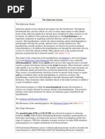 Download The Endocrine System by mofid SN8769290 doc pdf
