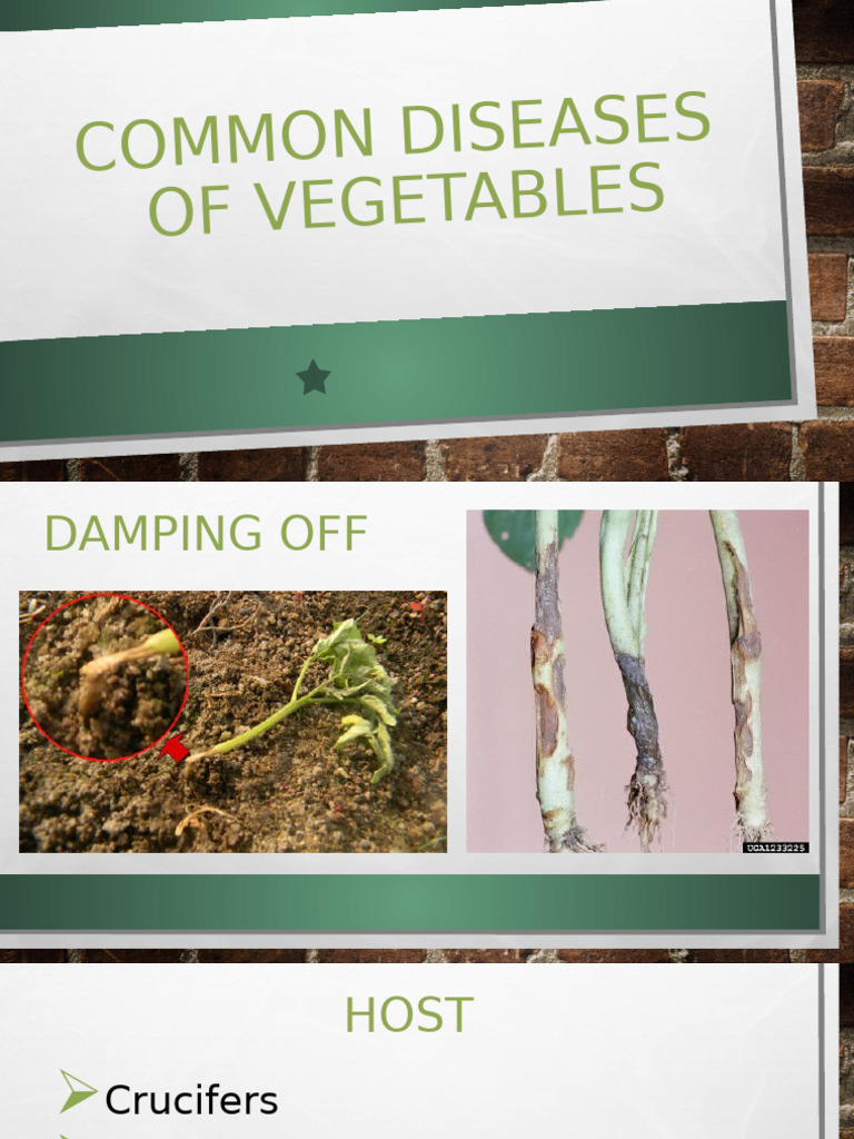 Common Vegetable Diseases and Management | PDF | Leaf | Botany