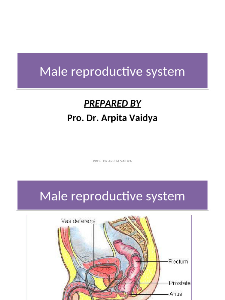 Male Reproductive System | PDF | Testicle | Prostate
