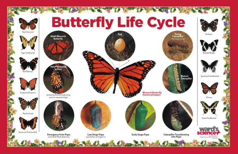 Wards World Butterfly Life Cycle Poster | PDF | Butterfly | Pupa