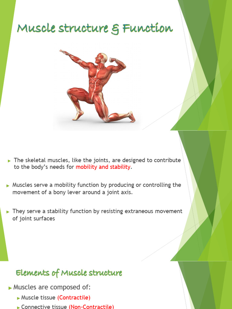 1 Muscle Structure Function (1) (1) | PDF | Muscle Contraction ...