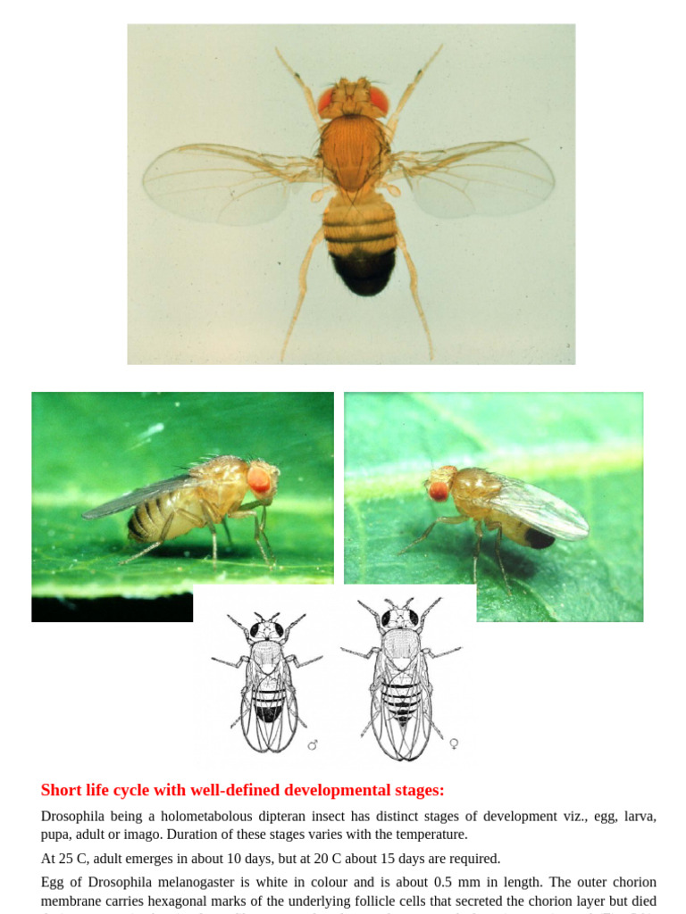 drosophila life stages | PDF | Pupa | Fly