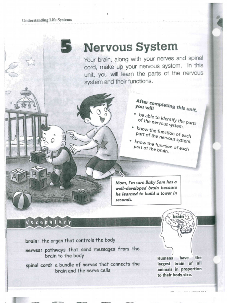 Gr. 5 Understanding LIfe Systems Unit - 05 Nervous System | PDF